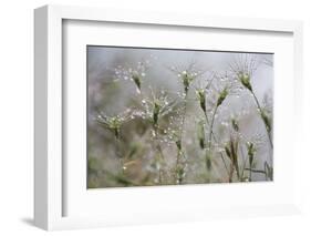 Raindrops on Ovate Goat Grass (Aegilops Geniculata) Monte Titano, San Marino, May 2009-Möllers-Framed Photographic Print