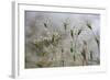 Raindrops on Ovate Goat Grass (Aegilops Geniculata) Monte Titano, San Marino, May 2009-Möllers-Framed Photographic Print