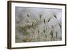 Raindrops on Ovate Goat Grass (Aegilops Geniculata) Monte Titano, San Marino, May 2009-Möllers-Framed Photographic Print