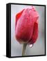 Raindrops on Tulips in Glottertal, Southern Germany-null-Framed Stretched Canvas