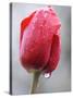 Raindrops on Tulips in Glottertal, Southern Germany-null-Stretched Canvas