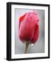 Raindrops on Tulips in Glottertal, Southern Germany-null-Framed Photographic Print