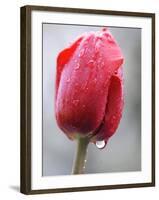 Raindrops on Tulips in Glottertal, Southern Germany-null-Framed Photographic Print