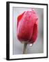 Raindrops on Tulips in Glottertal, Southern Germany-null-Framed Photographic Print
