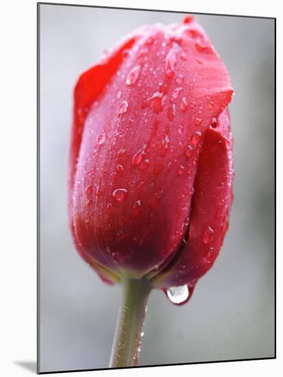 Raindrops on Tulips in Glottertal, Southern Germany-null-Mounted Photographic Print