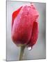 Raindrops on Tulips in Glottertal, Southern Germany-null-Mounted Photographic Print