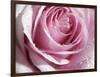 Raindrops & Roses I-Monika Burkhart-Framed Photo