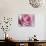 Raindrops & Roses I-Monika Burkhart-Photographic Print displayed on a wall