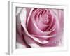 Raindrops & Roses I-Monika Burkhart-Framed Photographic Print