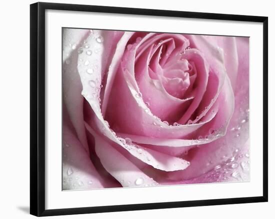 Raindrops & Roses I-Monika Burkhart-Framed Photographic Print