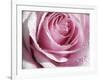 Raindrops & Roses I-Monika Burkhart-Framed Photographic Print