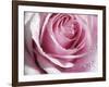 Raindrops & Roses I-Monika Burkhart-Framed Photographic Print