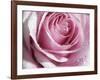 Raindrops & Roses I-Monika Burkhart-Framed Photographic Print