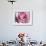 Raindrops & Roses I-Monika Burkhart-Framed Photo displayed on a wall