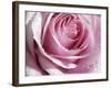 Raindrops & Roses I-Monika Burkhart-Framed Photo