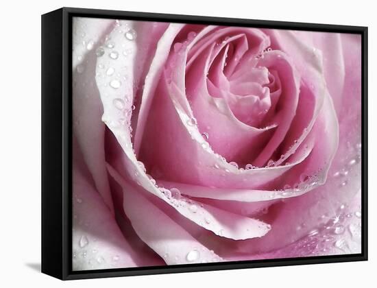 Raindrops & Roses I-Monika Burkhart-Framed Stretched Canvas