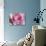 Raindrops & Roses I-Monika Burkhart-Stretched Canvas displayed on a wall