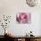Raindrops & Roses I-Monika Burkhart-Stretched Canvas displayed on a wall