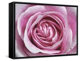 Raindrops & Roses II-Monika Burkhart-Framed Stretched Canvas