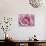 Raindrops & Roses II-Monika Burkhart-Stretched Canvas displayed on a wall
