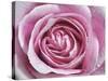 Raindrops & Roses II-Monika Burkhart-Stretched Canvas