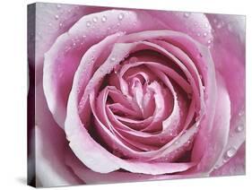 Raindrops & Roses II-Monika Burkhart-Stretched Canvas