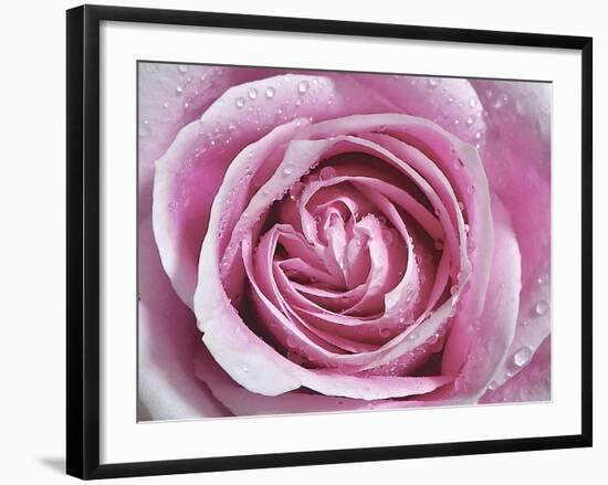 Raindrops & Roses II-Monika Burkhart-Framed Photographic Print