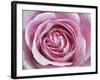 Raindrops & Roses II-Monika Burkhart-Framed Photographic Print