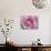 Raindrops & Roses II-Monika Burkhart-Photo displayed on a wall