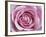 Raindrops & Roses II-Monika Burkhart-Framed Photo