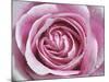 Raindrops & Roses II-Monika Burkhart-Mounted Photo