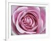 Raindrops & Roses II-Monika Burkhart-Framed Photo