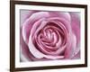 Raindrops & Roses II-Monika Burkhart-Framed Photo