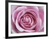 Raindrops & Roses II-Monika Burkhart-Framed Photo