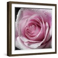 Raindrops & Roses III-Monika Burkhart-Framed Photo