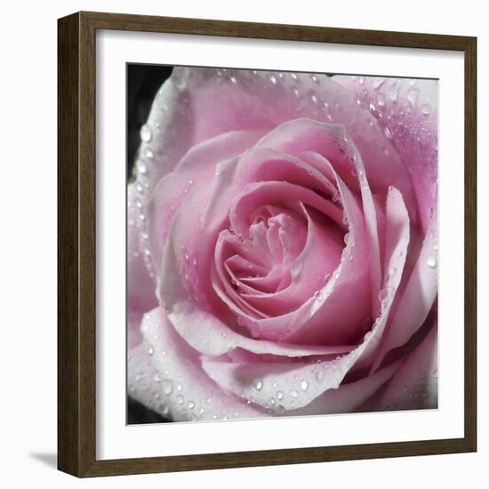 Raindrops & Roses III-Monika Burkhart-Framed Photo