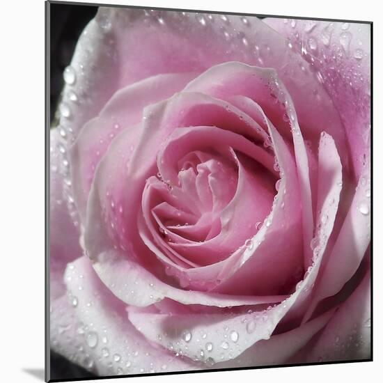 Raindrops & Roses III-Monika Burkhart-Mounted Photo