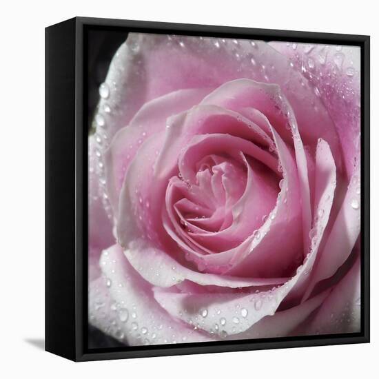 Raindrops & Roses III-Monika Burkhart-Framed Stretched Canvas