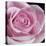 Raindrops & Roses IV-Monika Burkhart-Stretched Canvas