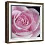 Raindrops & Roses IV-Monika Burkhart-Framed Photo