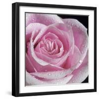 Raindrops & Roses IV-Monika Burkhart-Framed Photo