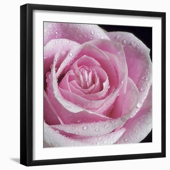 Raindrops & Roses IV-Monika Burkhart-Framed Photo