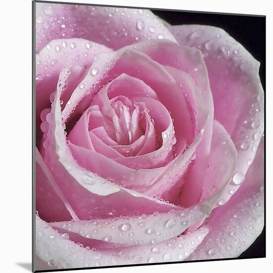 Raindrops & Roses IV-Monika Burkhart-Mounted Photo