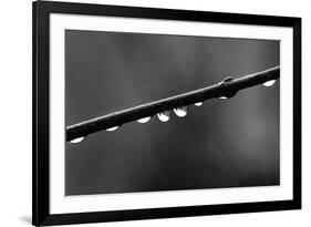 Raindrops-Ursula Abresch-Framed Photographic Print