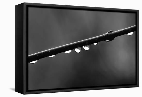 Raindrops-Ursula Abresch-Framed Stretched Canvas