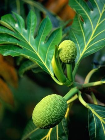 Breadfruit tree on Jamaica