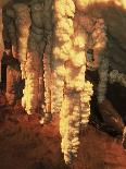 Dying forest in the Yosemite National Park, California, USA-Rainer Hackenberg-Photographic Print