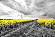 Oilseed Rape Fields-Rainer Maria-Framed Photographic Print