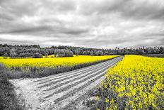 Oilseed Rape Fields-Rainer Maria-Framed Stretched Canvas