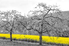 Oilseed Rape Fields-Rainer Maria-Mounted Photographic Print